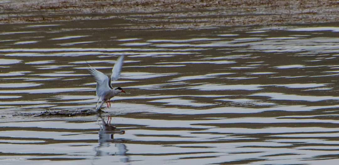 Bird Watching Tour in Nepal